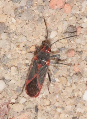 Réf. 245 477 : Caenocoris nerii